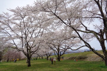 満開になった雫石川園地の桜