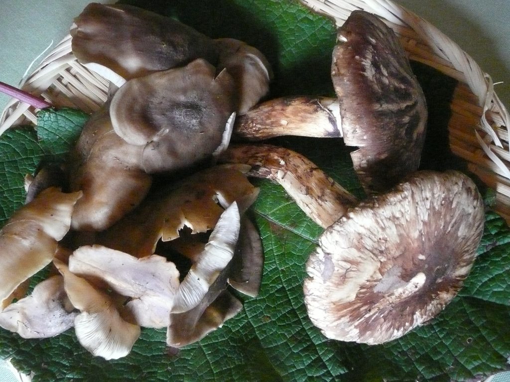 直売所で天然のキノコが手に入りました。食欲の秋の王様の一つ、松茸です。